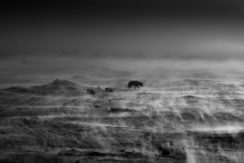 Arctic Heroes Nº 5