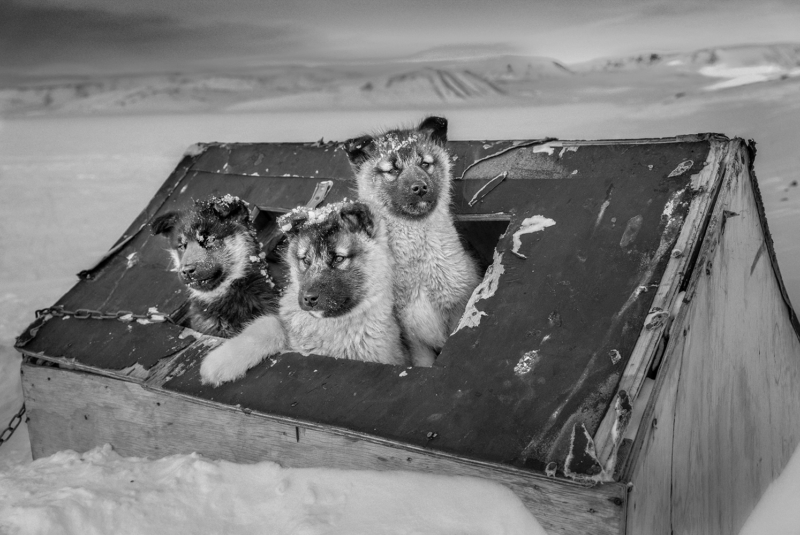 Arctic Heroes Nº 18