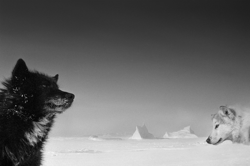 Sled Dogs Ingelfieldfjord, Greenland 1995