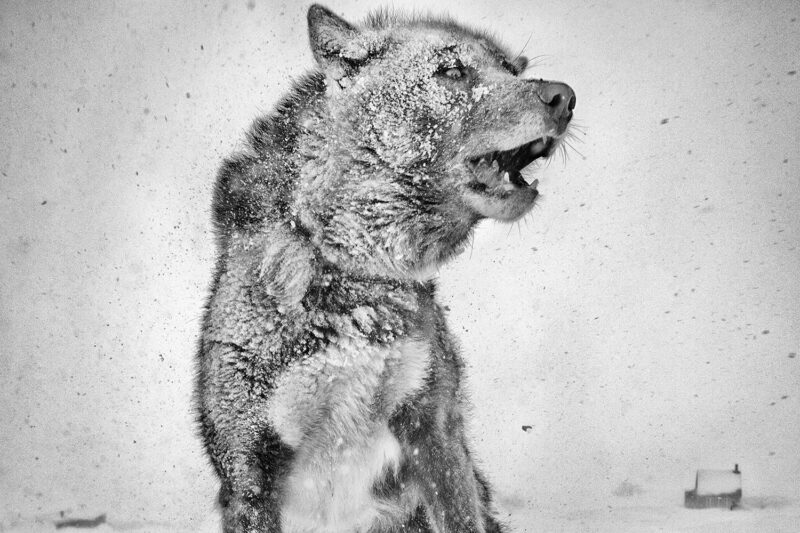 Arctic Heroes Nº 10