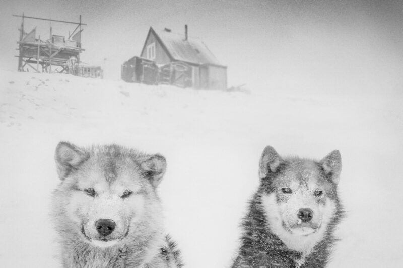 Sled dogs, Thule, Qaanaq, Greenland, 2019