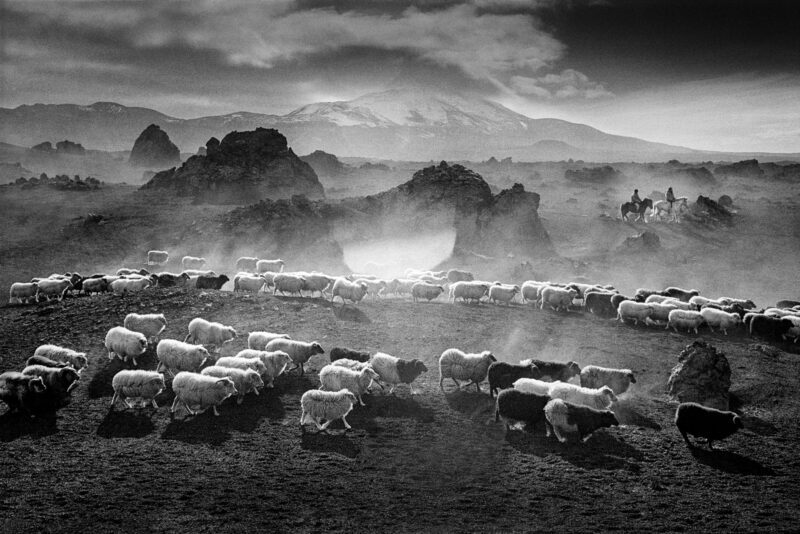 The Herd Driven in a Sandstorm, Hekluhraun, Iceland 1989