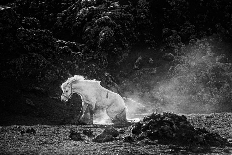 Mountain Horse at the End of the Roundup, Iceland, 1989