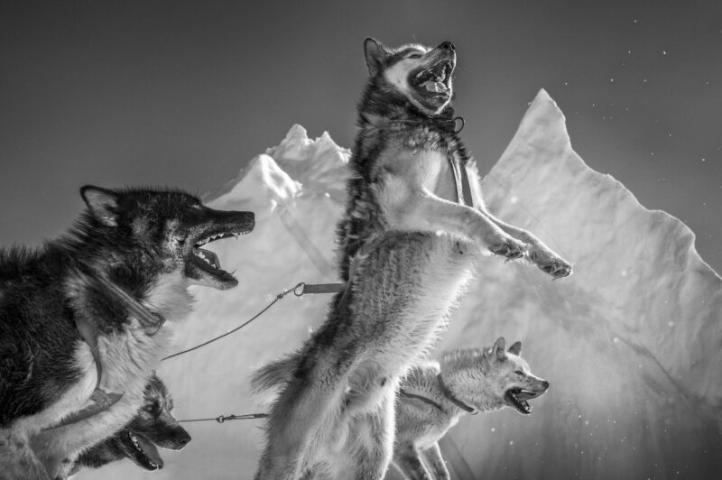 Sled Dogs, Ittoqqortoormiit, Greenland, 2025