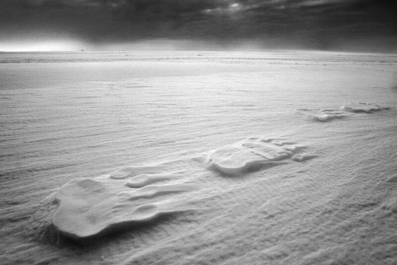 Polar bear tracks on the sea ice, Kangertittivaq, Greenland, 2025
