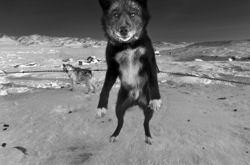 Qerndumior, sleddog, Ittoqqortoormiit, Greenland, 2013