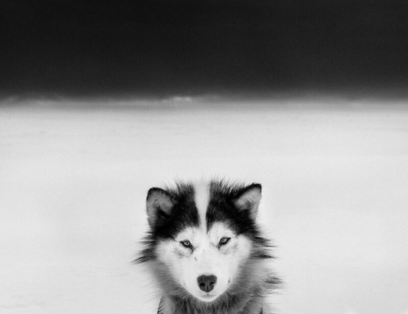 Sled Dog, Greenland, 2007