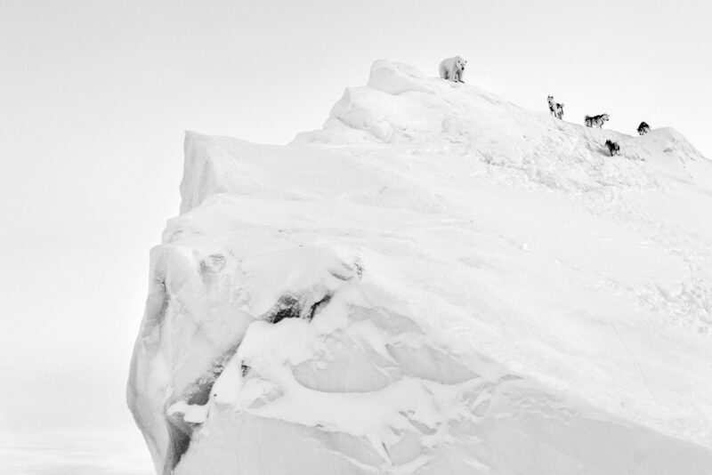 Polar Bear and Sled Dogs on Iceberg, Scoresbysund, Greenland, 2026
